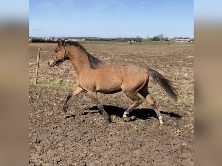 Caballo alemán Mestizo Caballo castrado 4 años 150 cm in Neumünster