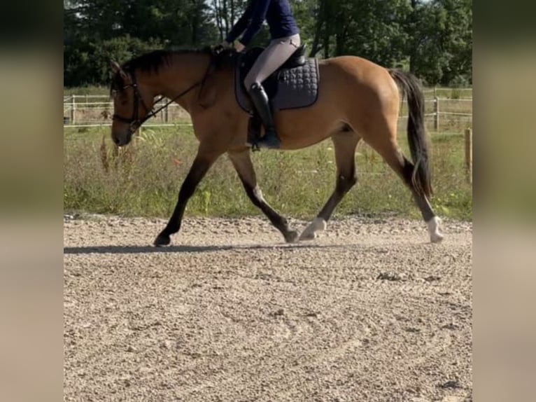 Caballo alemán Mestizo Caballo castrado 4 años 150 cm in Neumünster