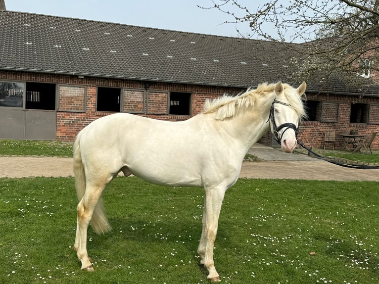 Caballo alemán Caballo castrado 4 años 158 cm Cremello in Heistenbach