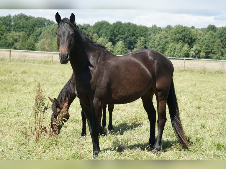 Caballo alemán Caballo castrado 4 años 158 cm Morcillo in Neudrossenfeld
