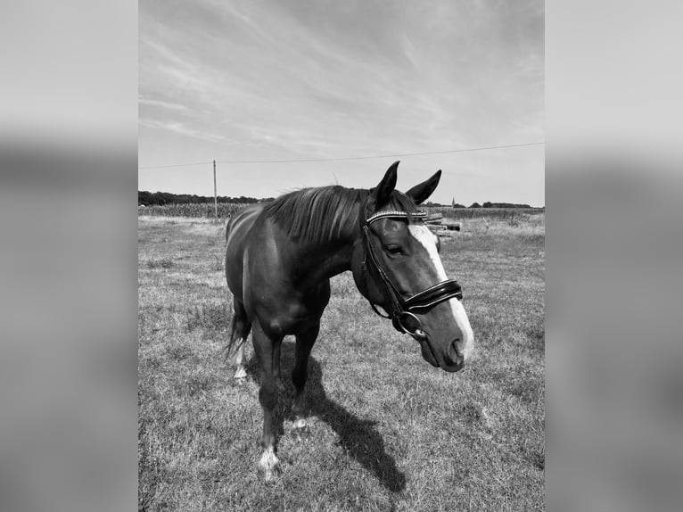 Caballo alemán Caballo castrado 4 años 160 cm Alazán in Quernheim