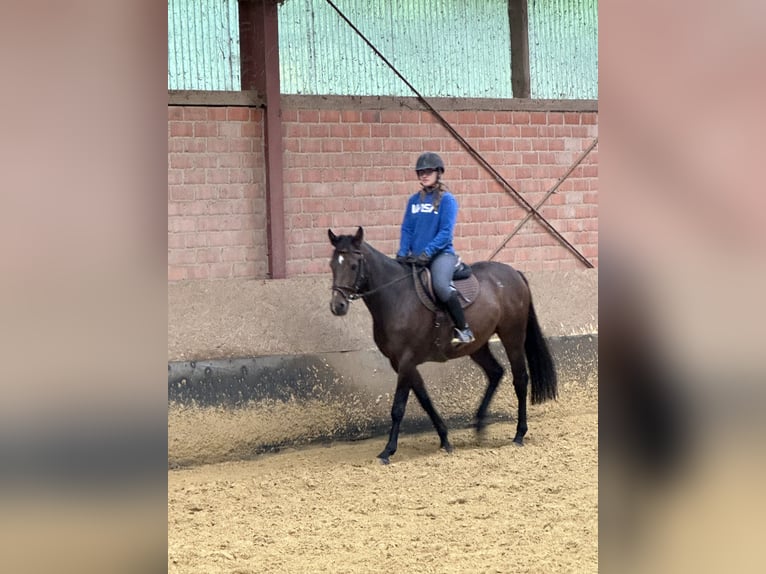 Caballo alemán Caballo castrado 4 años 160 cm Castaño oscuro in Düsseldorf