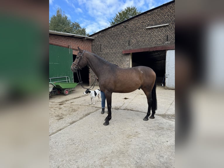 Caballo alemán Caballo castrado 4 años 160 cm Castaño oscuro in Düsseldorf