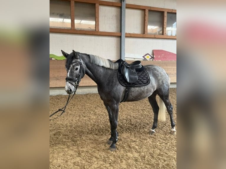 Caballo alemán Caballo castrado 4 años 162 cm Tordillo negro in Kißlegg