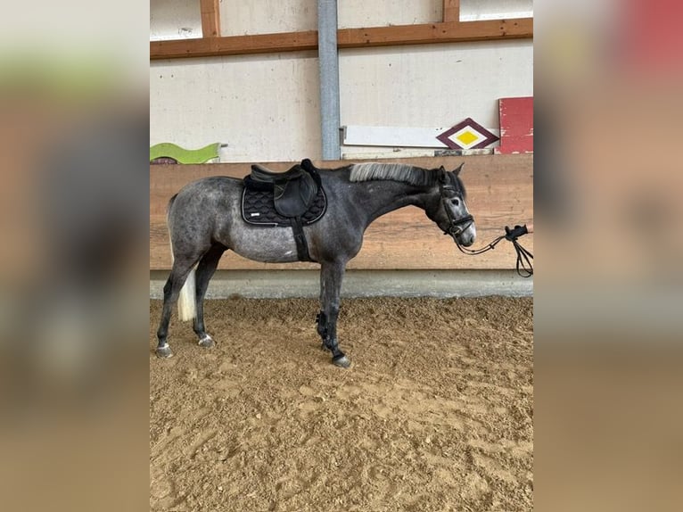 Caballo alemán Caballo castrado 4 años 162 cm Tordillo negro in Kißlegg