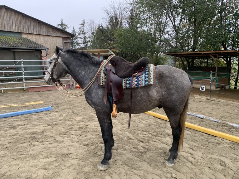 Caballo alemán Caballo castrado 4 años 162 cm Tordo in Reutlingen