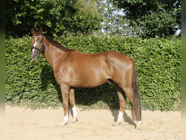 Caballo alemán Caballo castrado 4 años 163 cm Alazán-tostado in Bramstedt