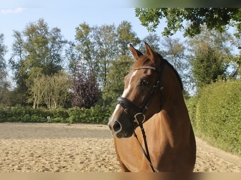 Caballo alemán Caballo castrado 4 años 163 cm Alazán-tostado in Bramstedt