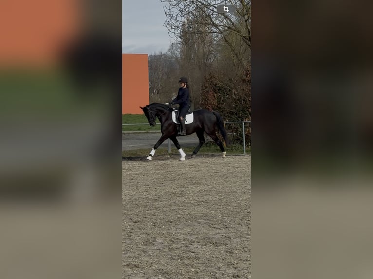 Caballo alemán Caballo castrado 4 años 163 cm Negro in Singen