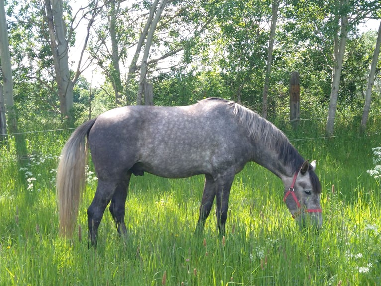 Caballo alemán Caballo castrado 4 años 164 cm Tordo rodado in Berlin