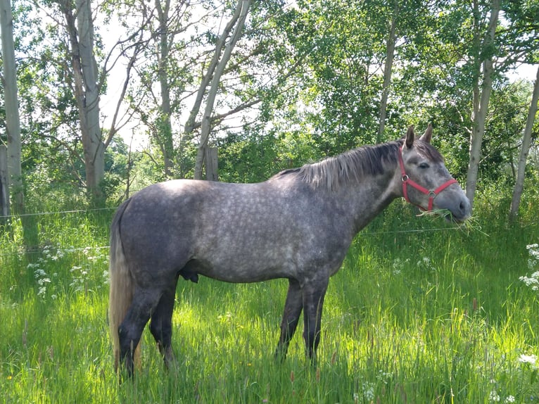 Caballo alemán Caballo castrado 4 años 164 cm Tordo rodado in Berlin