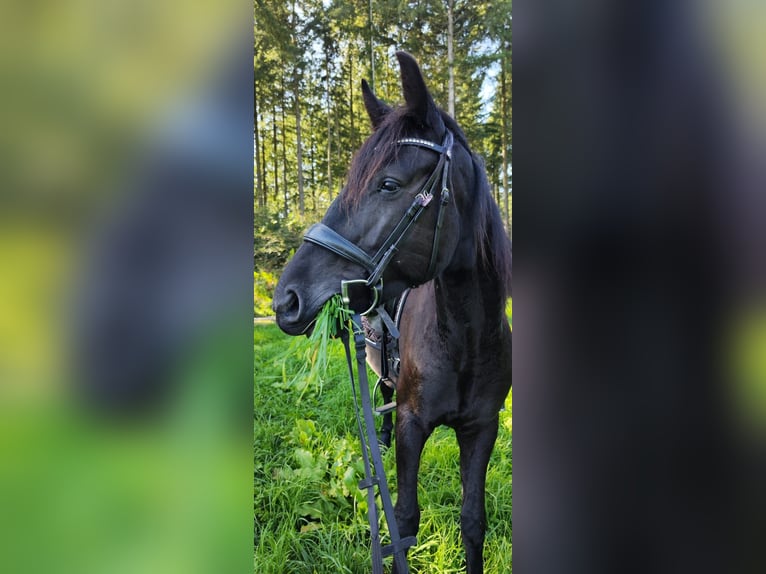 Caballo alemán Caballo castrado 4 años 165 cm Negro in Pulheim