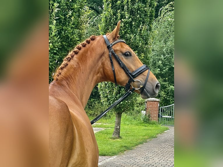 Caballo alemán Caballo castrado 4 años 167 cm Alazán in Münster