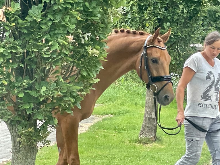 Caballo alemán Caballo castrado 4 años 167 cm Alazán in Münster