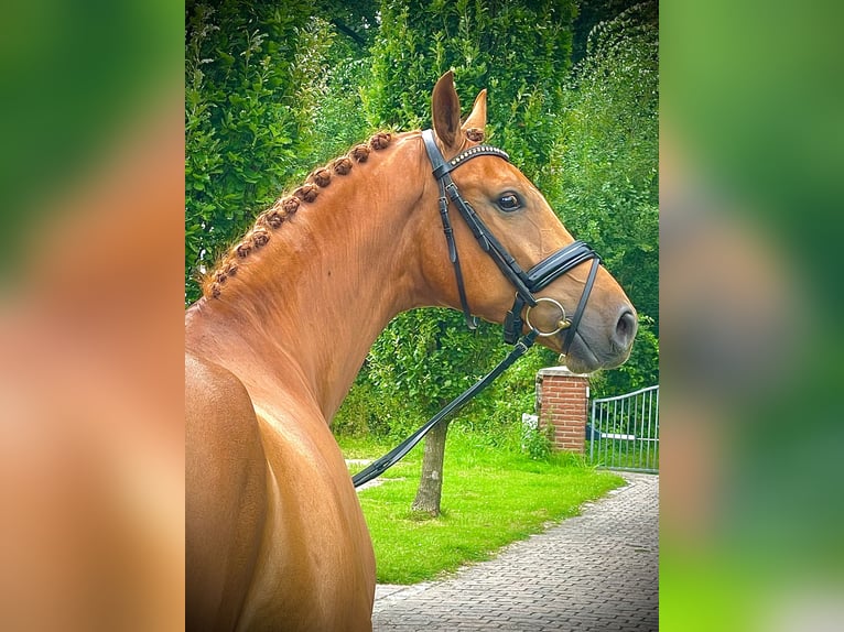 Caballo alemán Caballo castrado 4 años 167 cm Alazán in Münster