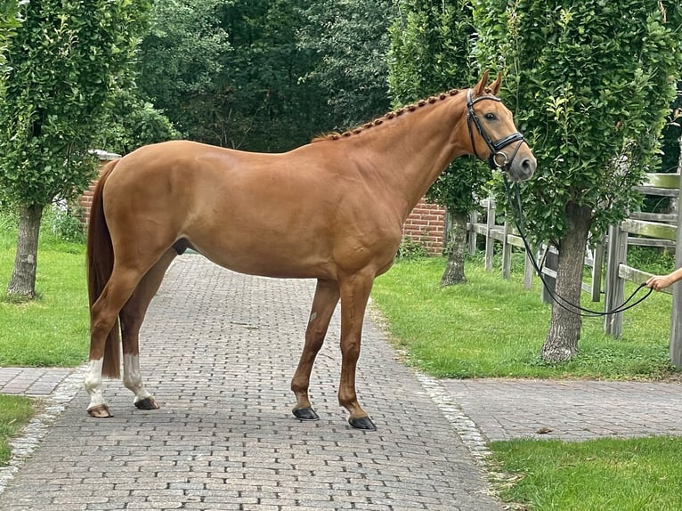 Caballo alemán Caballo castrado 4 años 167 cm Alazán in Münster