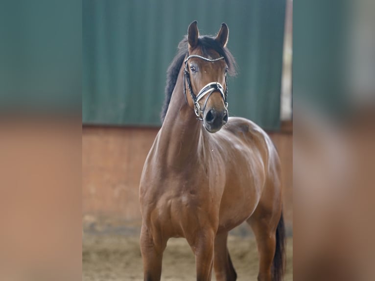 Caballo alemán Caballo castrado 4 años 167 cm Castaño in Paderborn