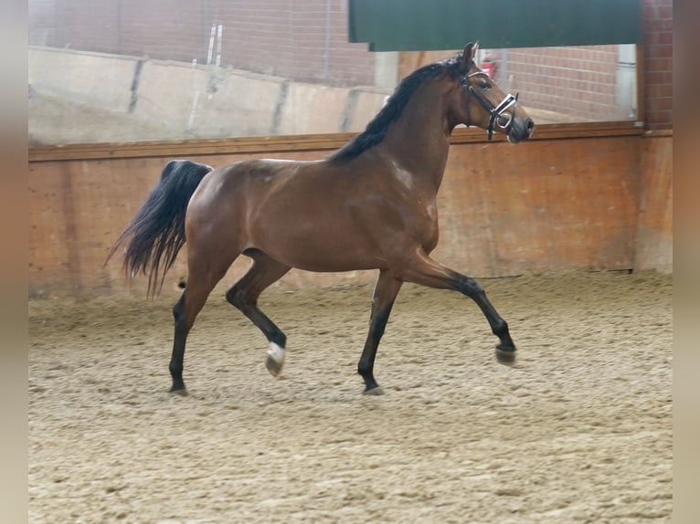 Caballo alemán Caballo castrado 4 años 167 cm Castaño in Paderborn