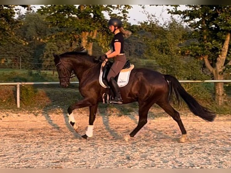 Caballo alemán Caballo castrado 4 años 167 cm Negro in Besigheim