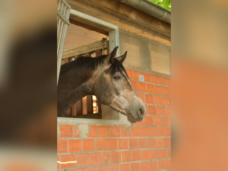 Caballo alemán Caballo castrado 4 años 167 cm Tordillo negro in Erkelenz