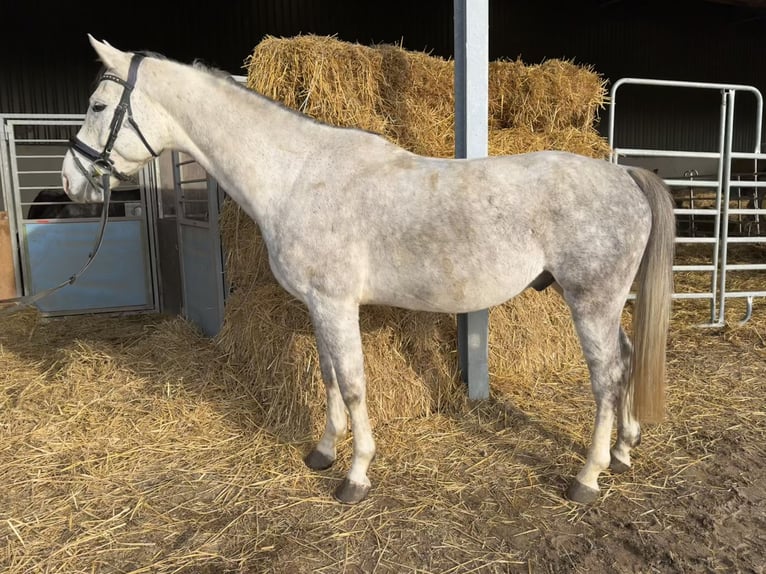 Caballo alemán Caballo castrado 4 años 167 cm Tordo in Grevenbroich