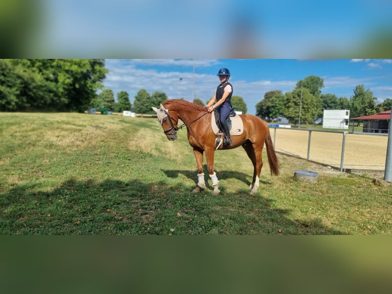 Caballo alemán Caballo castrado 4 años 168 cm Alazán in Niederstotzingen
