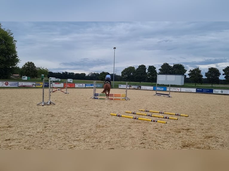 Caballo alemán Caballo castrado 4 años 168 cm Alazán in Niederstotzingen