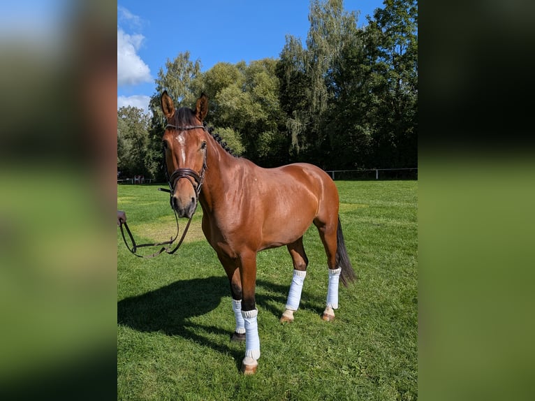 Caballo alemán Caballo castrado 4 años 168 cm Castaño in Steinheim