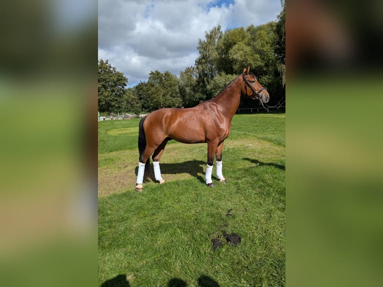Caballo alemán Caballo castrado 4 años 168 cm Castaño in Steinheim