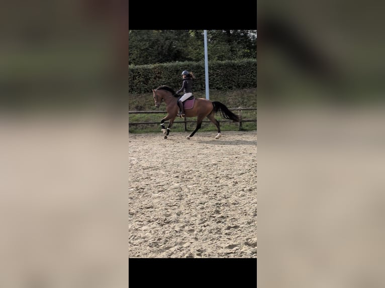 Caballo alemán Caballo castrado 4 años 168 cm Castaño in Steinheim