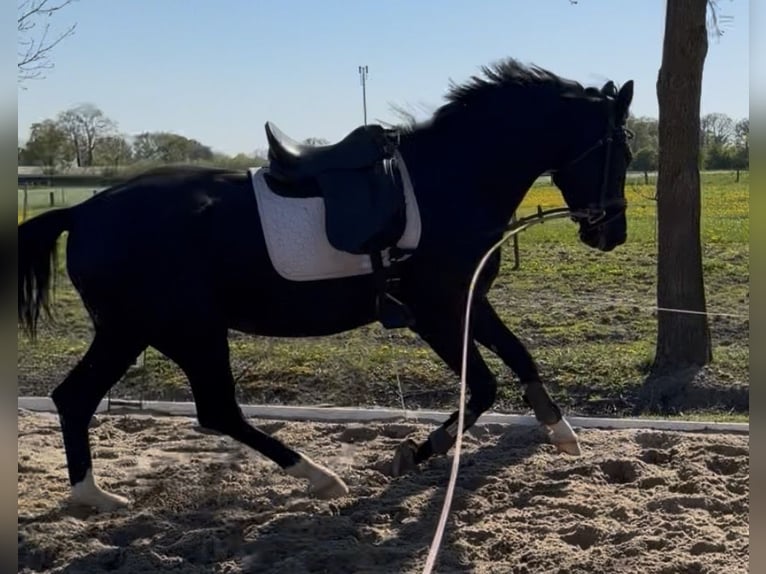 Caballo alemán Caballo castrado 4 años 169 cm Negro in Rosendahl