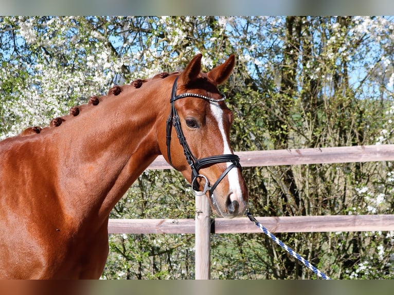 Caballo alemán Caballo castrado 4 años 170 cm Alazán in Königheim