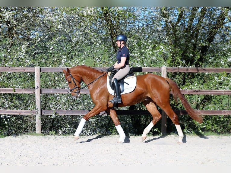 Caballo alemán Caballo castrado 4 años 170 cm Alazán in Königheim