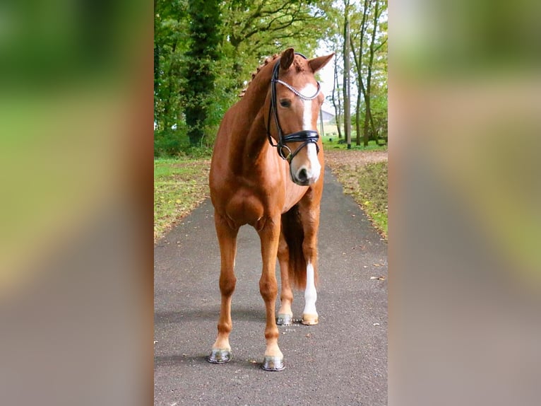 Caballo alemán Caballo castrado 4 años 170 cm Alazán in Recke, bei Osnabr&#xFC;ck