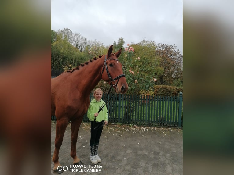 Caballo alemán Caballo castrado 4 años 170 cm Alazán in Roßdorf