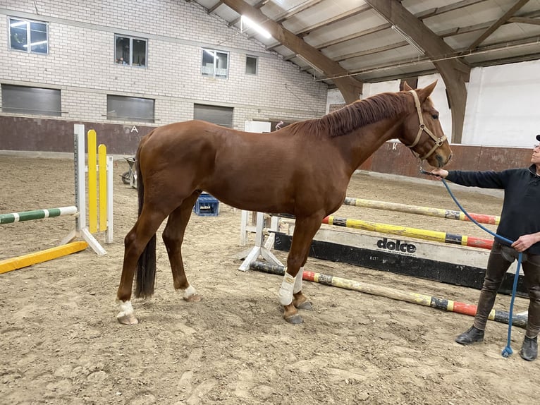 Caballo alemán Caballo castrado 4 años 170 cm Alazán in Roßdorf