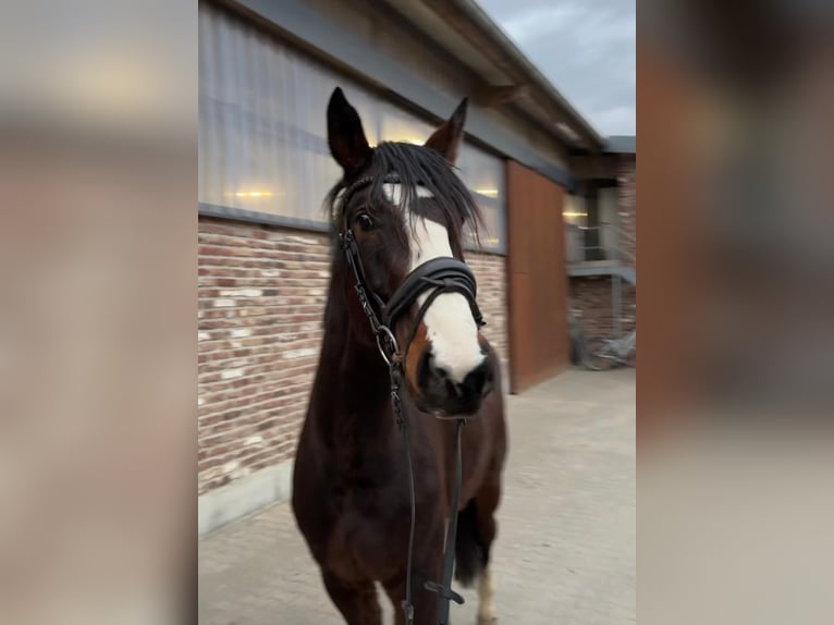 Caballo alemán Caballo castrado 4 años 170 cm Castaño oscuro in Grevenbroich