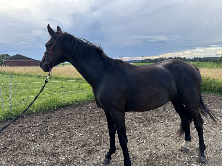 Caballo alemán Caballo castrado 4 años 170 cm Negro in Iggingen