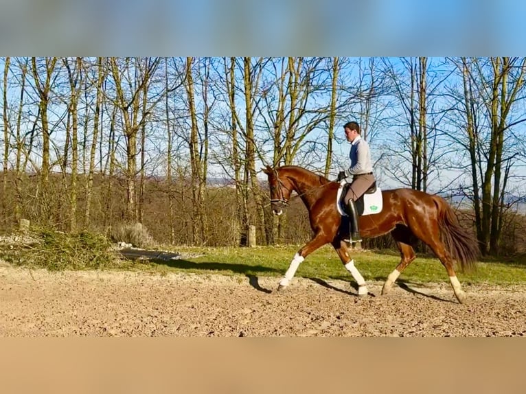 Caballo alemán Caballo castrado 4 años 172 cm Alazán in Rosdorf