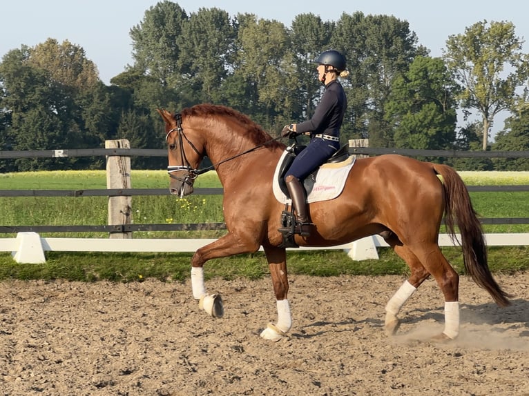 Caballo alemán Caballo castrado 4 años 174 cm Alazán in Greven