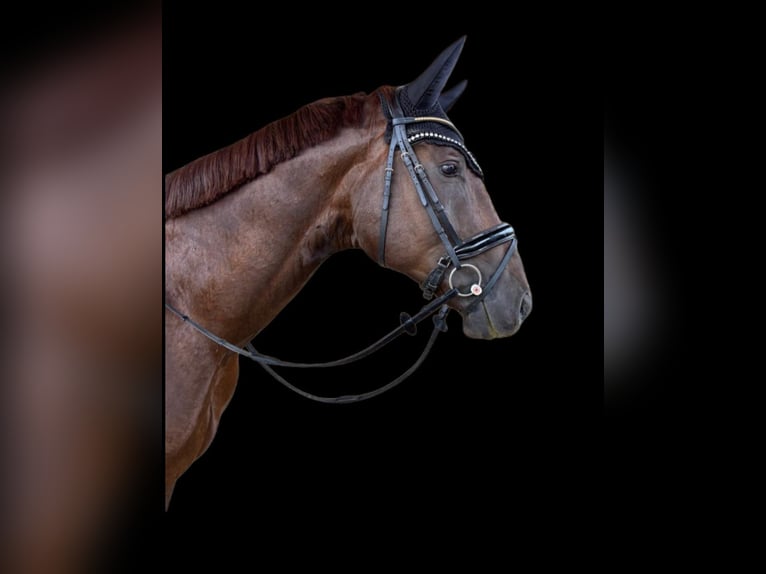 Caballo alemán Caballo castrado 4 años 176 cm Alazán-tostado in Stöttwang