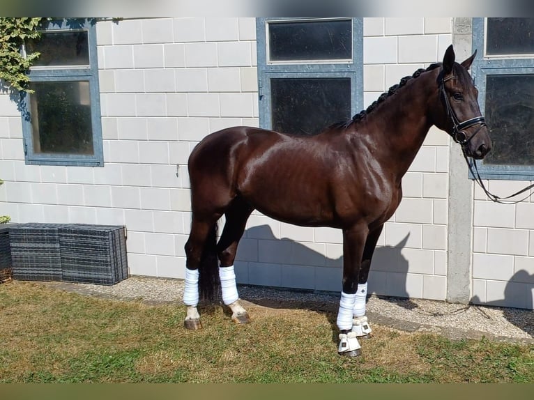 Caballo alemán Caballo castrado 4 años 177 cm Negro in Neuler