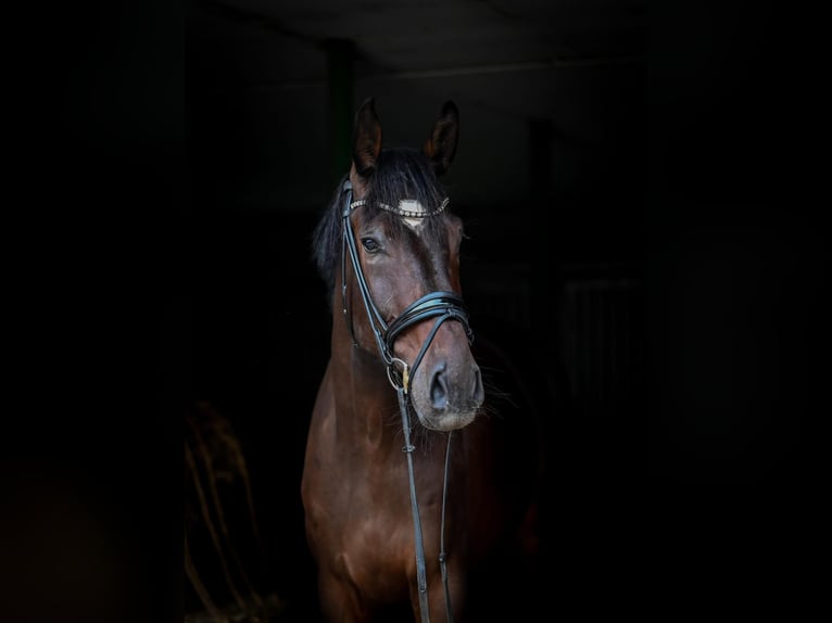 Caballo alemán Caballo castrado 4 años 178 cm Castaño oscuro in Uedem