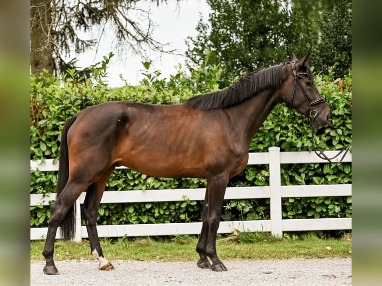 Caballo alemán Caballo castrado 4 años 178 cm Castaño oscuro in Uedem