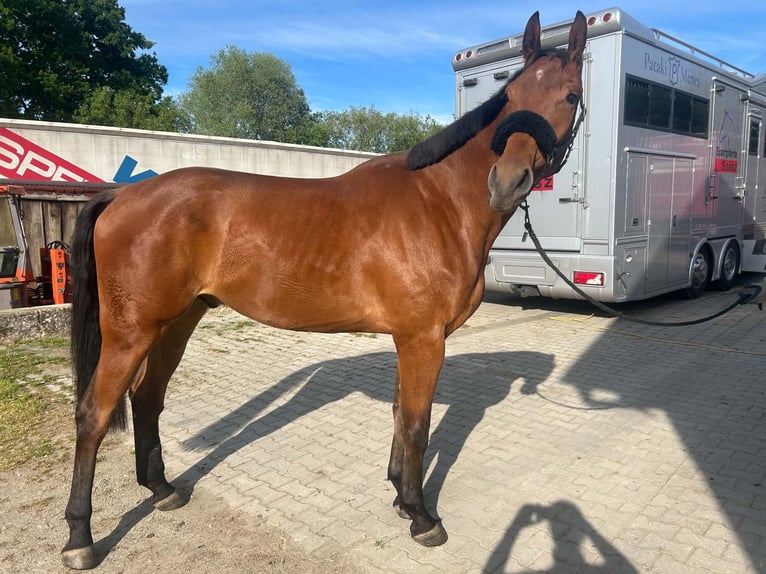 Caballo alemán Caballo castrado 4 años 180 cm Castaño in Fruhstorf