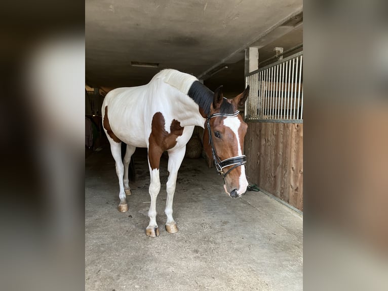 Caballo alemán Caballo castrado 4 años 184 cm Pío in Großtaxen