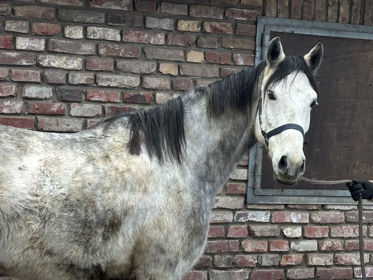 Caballo alemán Caballo castrado 5 años 156 cm Tordo rodado in Grevenbroich