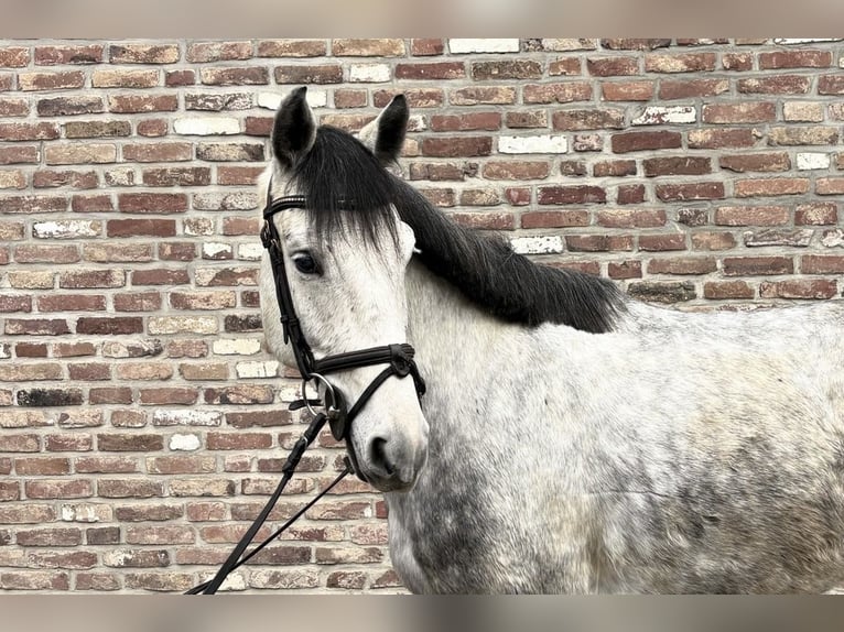 Caballo alemán Caballo castrado 5 años 156 cm Tordo rodado in Grevenbroich