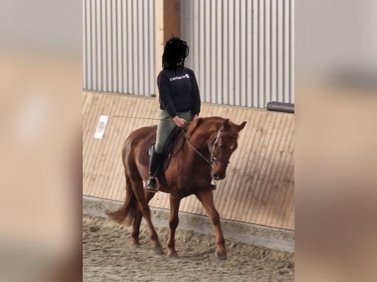 Caballo alemán Caballo castrado 5 años 158 cm Alazán in Hamburg