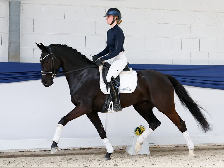 Caballo alemán Caballo castrado 5 años 160 cm Negro in Marsberg